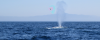 Thar she blows.png