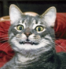 Smile cat.png