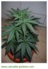 Pot.jpg
