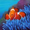 CoolClownFish
