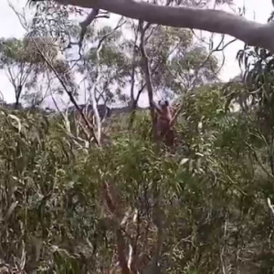 Koala by Drone - YouTube