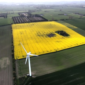 Yellow field and windmill