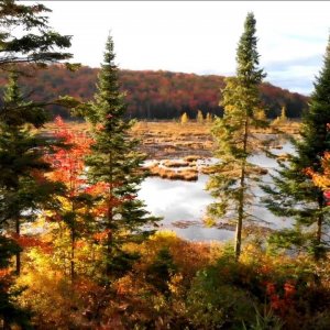 Beautiful Fall Leaves / Quebec, CANADA