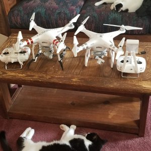 cats and drones.jpg