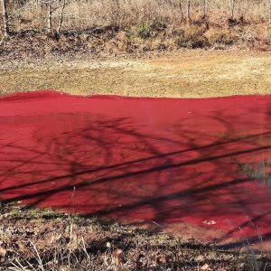 Red Algae Covered Pond at Brumley Forest Nature Preserve - Hillsborough, NC