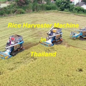 Rice Harvester Machine in Thailand