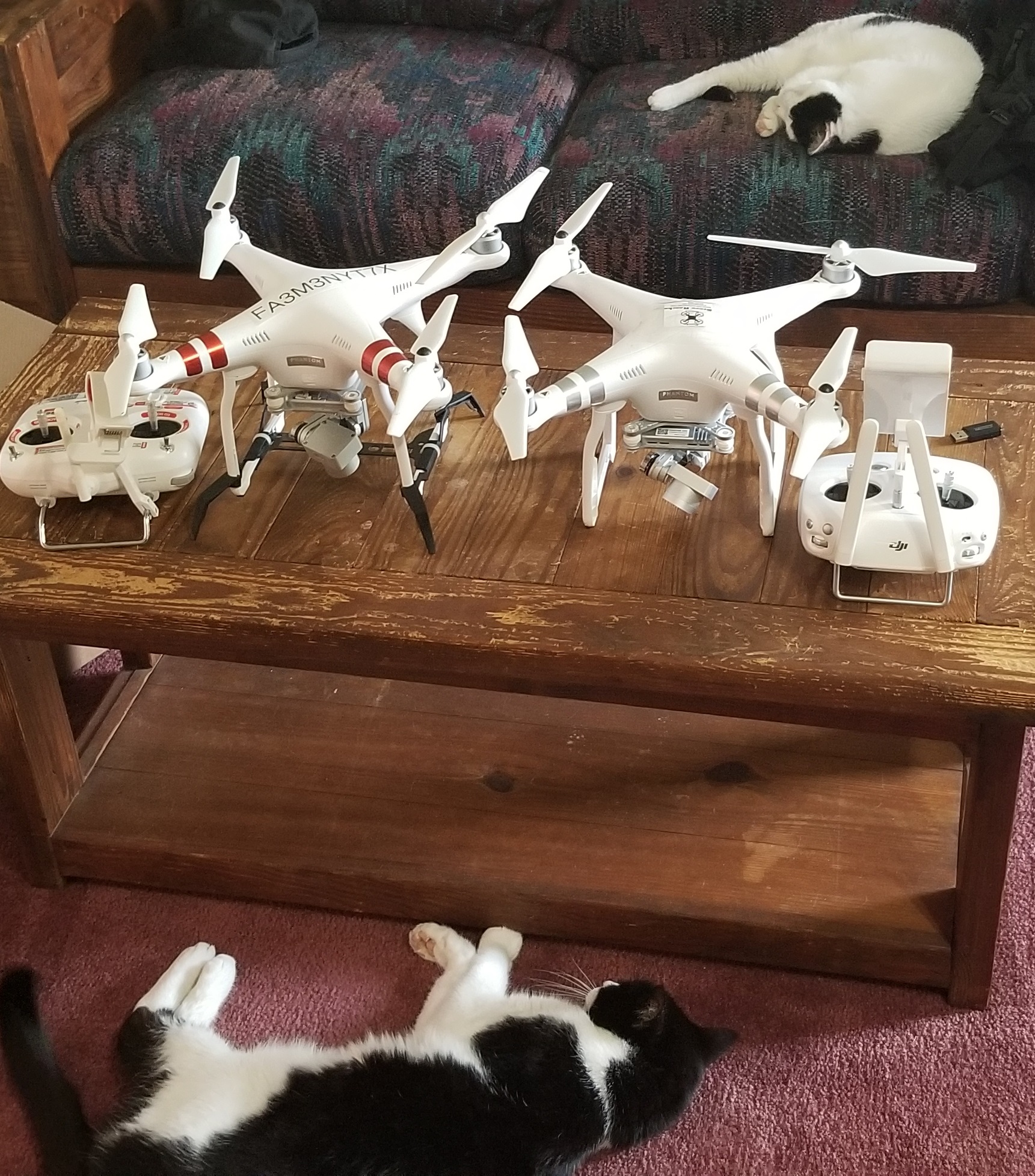 cats and drones.jpg