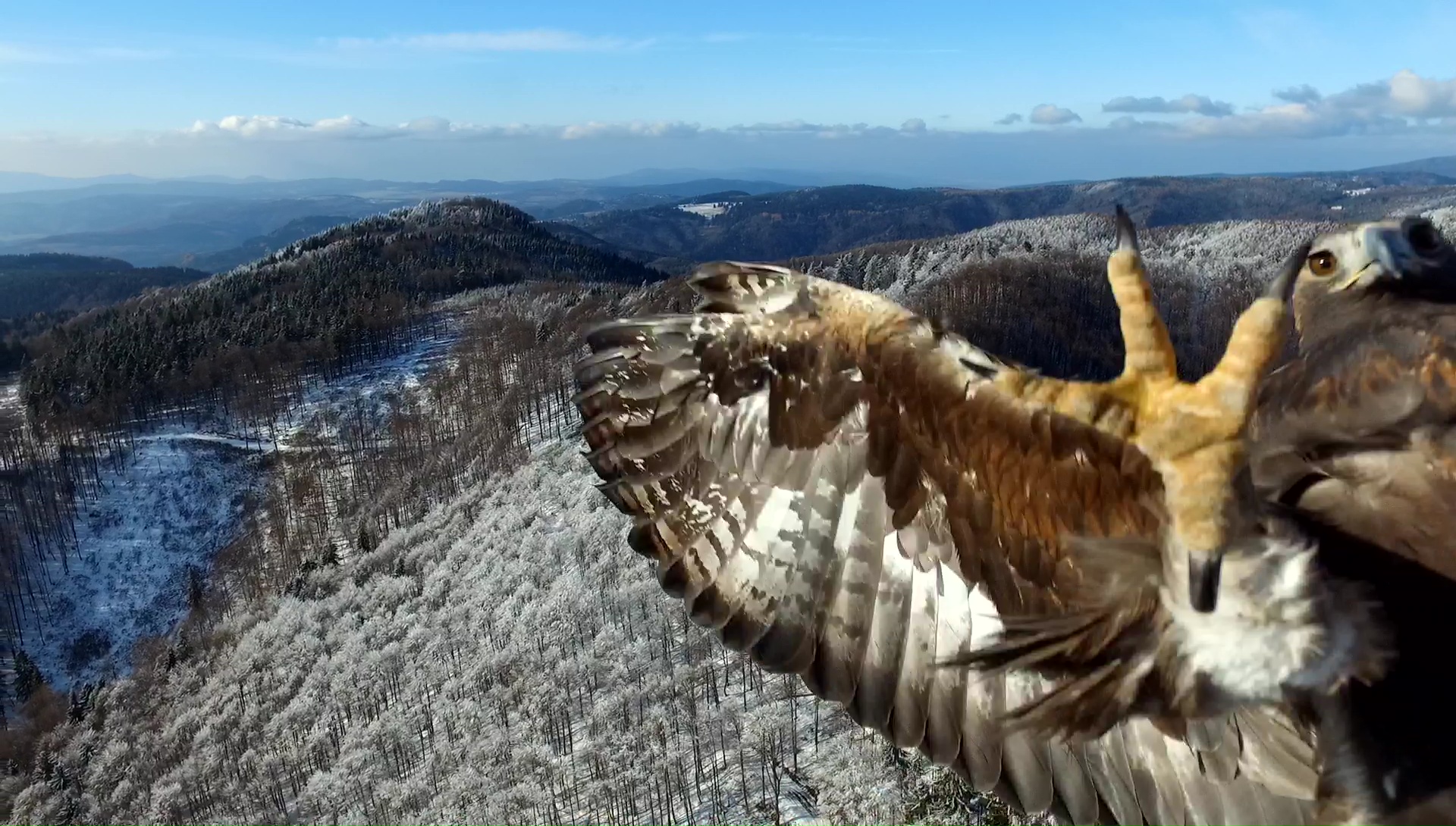 Eagle attack on drone in Kremnicke mountains in Slovakia