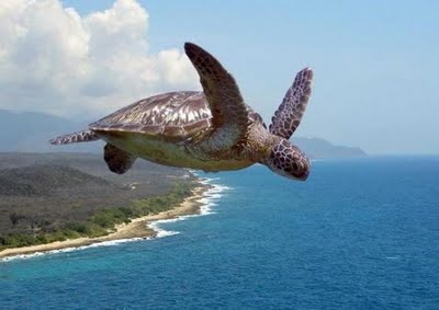 FlyingOceanTurtle