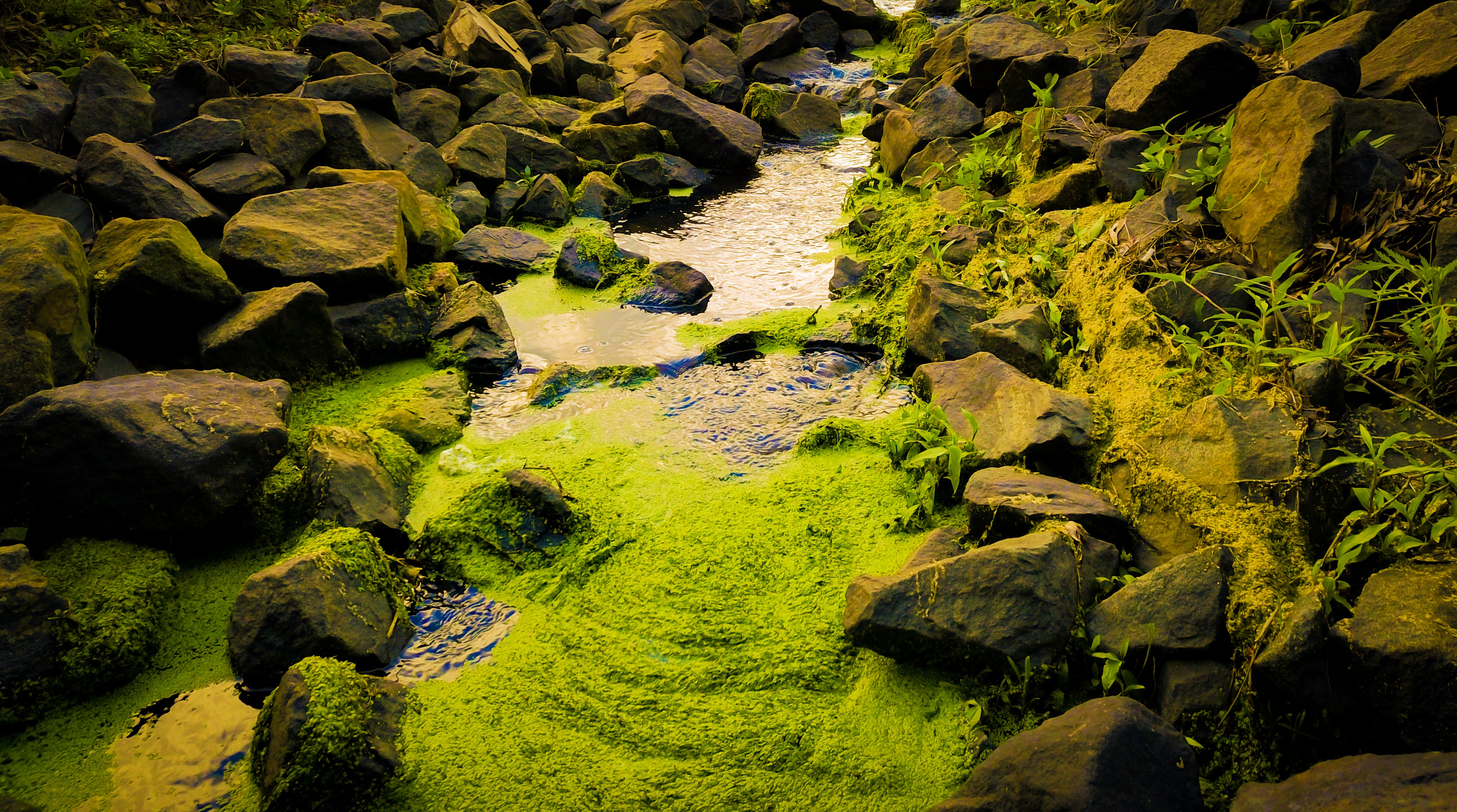 Mossy Creek