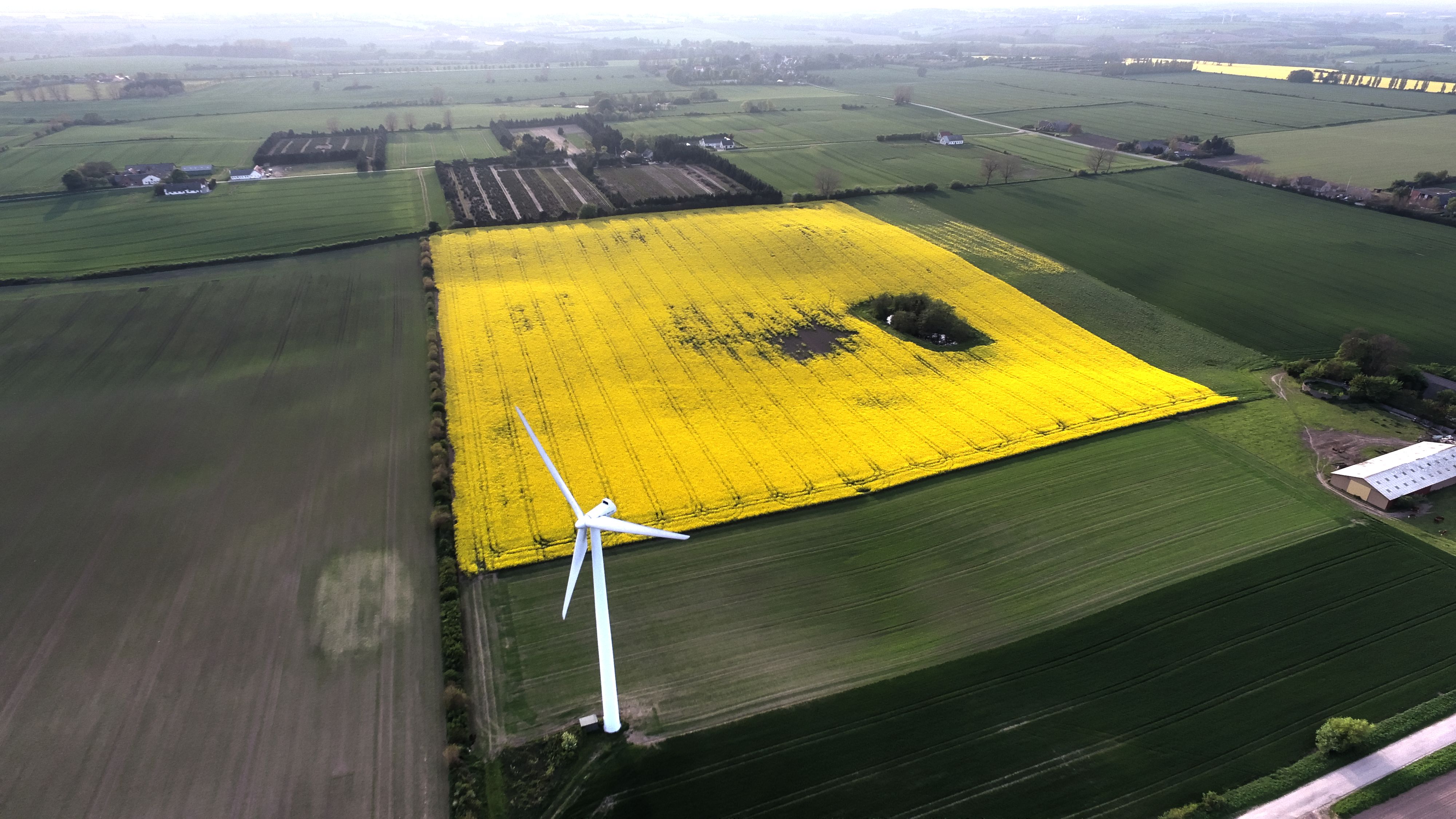 Yellow field and windmill